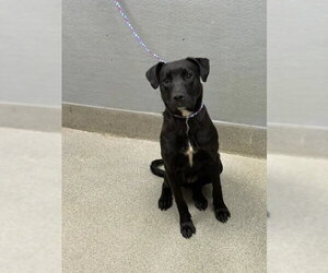 Labrador Retriever-Unknown Mix Dogs for adoption in Las Vegas, NV, USA