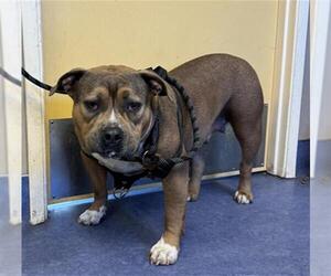 American Pit Bull Terrier Dogs for adoption in Santa Maria, CA, USA