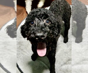 Miniature Labradoodle Dogs for adoption in San Diego , CA, USA