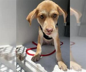 Carolina Dog-Unknown Mix Dogs for adoption in Houston, TX, USA