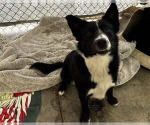 Border Collie Dogs for adoption in McKinleyville, CA, USA