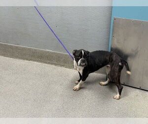 Boston Terrier-Unknown Mix Dogs for adoption in Las Vegas, NV, USA
