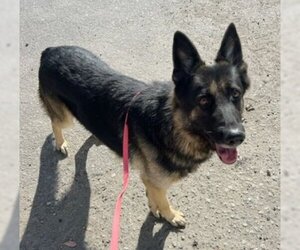 German Shepherd Dog-Unknown Mix Dogs for adoption in Ventura, CA, USA