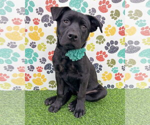 Labrador Retriever-Unknown Mix Dogs for adoption in Corona, CA, USA