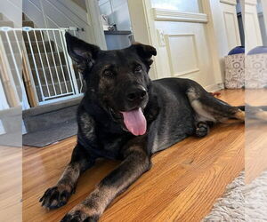 German Shepherd Dog Dogs for adoption in Minneapolis, MN, USA