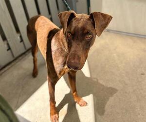 Doberman Pinscher Dogs for adoption in Santa Rosa, CA, USA