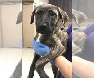 Labrador Retriever-Unknown Mix Dogs for adoption in Conroe, TX, USA
