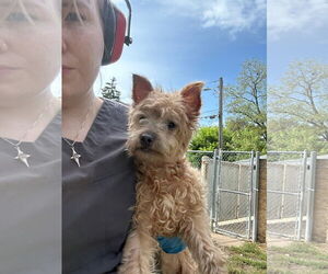 Toxirn Dogs for adoption in Princeton, MN, USA