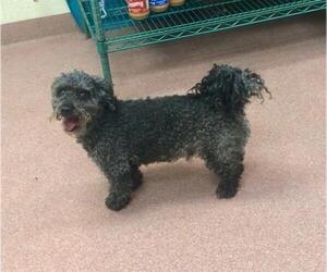 Poodle (Miniature) Dogs for adoption in Ogden, UT, USA