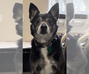 Chihuahua-Unknown Mix Dogs for adoption in Clarkston, MI, USA