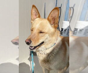 German Shepherd Dog-Unknown Mix Dogs for adoption in HESPERIA, CA, USA