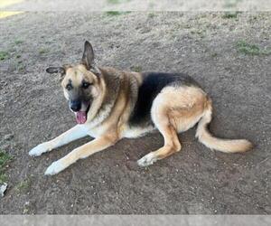 German Shepherd Dog Dogs for adoption in Plano, TX, USA
