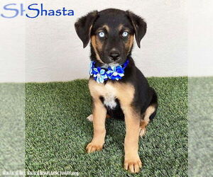 Huskies -Rottweiler Mix Dogs for adoption in San Diego, CA, USA