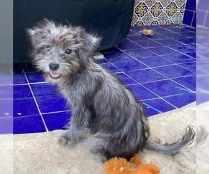 ShihPoo Dogs for adoption in ft lauderdale, FL, USA