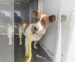 Chihuahua Dogs for adoption in Bakersfield, CA, USA