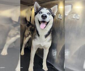 Huskies -Unknown Mix Dogs for adoption in San Antonio, TX, USA