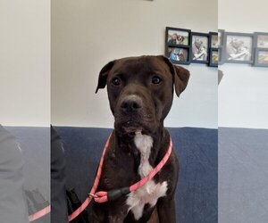 Bullboxer Pit Dogs for adoption in Mt. Gilead, OH, USA