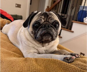 Pug Dogs for adoption in Elizabeth City, NC, USA