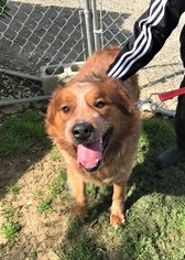 Australian Shepherd-Unknown Mix Dogs for adoption in Chico, CA, USA