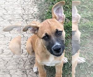 Medium Photo #1 Mutt Puppy For Sale in Carrollton, TX, USA