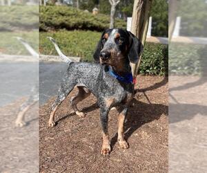 Bluetick Coonhound Dogs for adoption in Fayetteville, GA, USA