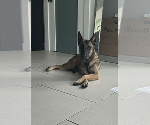 Mutt Dogs for adoption in Imlay City, MI, USA