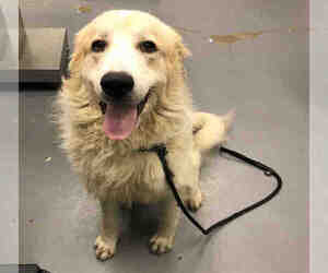 Great Pyrenees Dogs for adoption in Peoria, IL, USA