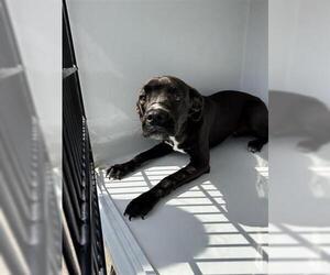 American Pit Bull Terrier-Unknown Mix Dogs for adoption in Houston, TX, USA