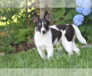Pomsky Dogs for adoption in Lee's Summit, MO, USA