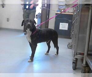 American Pit Bull Terrier Dogs for adoption in Fayetteville, NC, USA