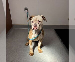 American Bulldog Dogs for adoption in Rancho Cucamonga, CA, USA