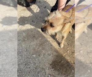 Miniature Schnauzer-Unknown Mix Dogs for adoption in Houston, TX, USA