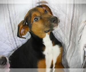 American Staffordshire Terrier-Plott Hound Mix Dogs for adoption in Tallahassee, FL, USA