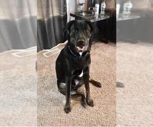 Labrottie Dogs for adoption in O Fallon, MO, USA
