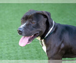 American Pit Bull Terrier Dogs for adoption in Pasadena, CA, USA