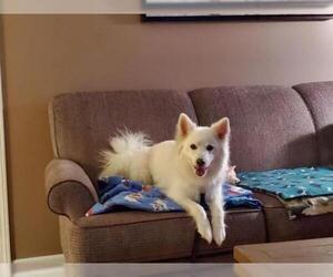 American Eskimo Dog Dogs for adoption in Great Bend, KS, USA