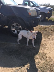 Medium Photo #1 Staffordshire Bull Terrier-Unknown Mix Puppy For Sale in Pleasanton, TX, USA