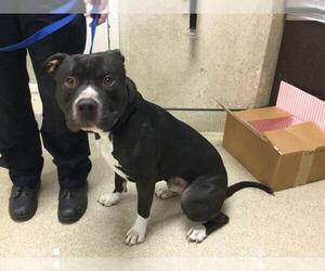 American Pit Bull Terrier Dogs for adoption in Riverside, CA, USA