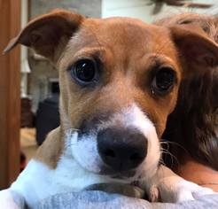 Jack Russell Terrier-Unknown Mix Dogs for adoption in Asheboro, NC, USA