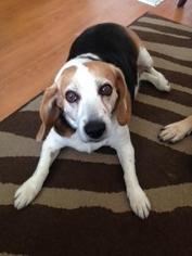 Beagle Dogs for adoption in Salt Lake City, UT, USA