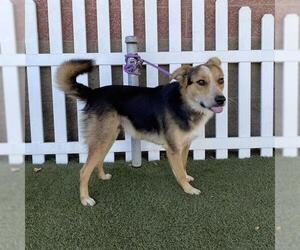 Australian Shepherd-Unknown Mix Dogs for adoption in Modesto, CA, USA