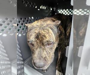 Mutt Dogs for adoption in San Antonio, TX, USA