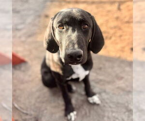 Great Dane-Unknown Mix Dogs for adoption in Aurora, CO, USA
