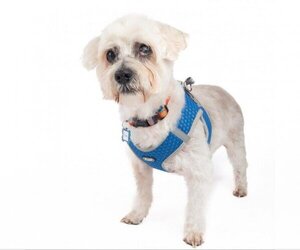 Havanese Dogs for adoption in San Francisco, CA, USA