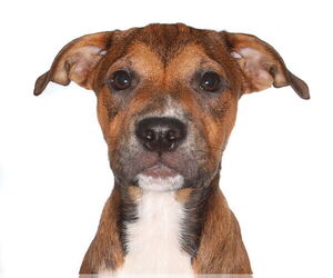 Labrador Retriever-Unknown Mix Dogs for adoption in Oakland Park, FL, USA