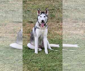 Siberian Husky Dogs for adoption in Orange Grove, TX, USA