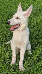 German Shepherd Dog Dogs for adoption in Cumming, GA, USA
