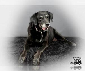 Labrador Retriever Dogs for adoption in Mount Juliet, TN, USA
