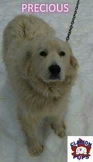 Great Pyrenees Dogs for adoption in Strattanville, PA, USA