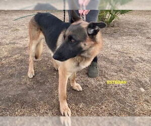 German Shepherd Dog-Unknown Mix Dogs for adoption in Woodland Hills, CA, USA